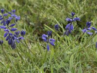 Polygala serpyllifolia 6, Liggende vleugeltjesbloem, Saxifraga-Willem van Kruijsbergen