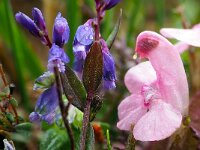 Polygala serpyllifolia 9, Liggende vleugeltjesbloem, Saxifraga-Hans Dekker