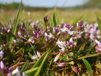 Polygala vulgaris 12, Gewone vleugeltjesbloem, Saxifraga-Ed Stikvoort