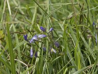 Polygala vulgaris 14, Gewone vleugeltjesbloem, Saxifraga-Willem van Kruijsbergen