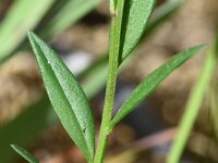 Polygala vulgaris 17, Gewone vleugeltjesbloem, Saxifraga-Sonja Bouwman  Gewone vleugeltjesbloem - Polygala vulgaris - Polygalaceae familie