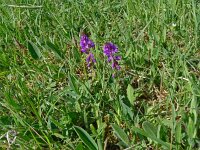Polygala vulgaris 18, Gewone vleugeltjesbloem, Saxifraga-Hans Grotenhuis