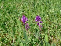 Polygala vulgaris 19, Gewone vleugeltjesbloem, Saxifraga-Hans Grotenhuis