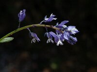 Polygala vulgaris ssp vulgaris 2, Gewone vleugeltjesbloem, Saxifraga-Jan van der Straaten