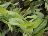 Polygonatum odoratum 41, Welriekende salomonszegel, Saxifraga-Willem van Kruijsbergen
