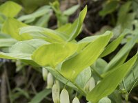 Polygonatum odoratum 42, Welriekende salomonszegel, Saxifraga-Willem van Kruijsbergen (2)