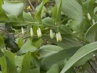 Polygonatum odoratum 43, Welriekende salomonszegel, Saxifraga-Willem van Kruijsbergen
