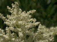 Polygonum alpinum 1, Saxifraga-Jan van der Straaten