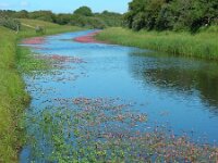 Polygonum amphibium 13, Veenwortel, Saxifraga-Ed Stikvoort