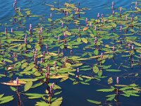 Polygonum amphibium 14, Veenwortel, Saxifraga-Ed Stikvoort