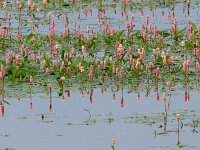 Polygonum amphibium 15, Veenwortel, Saxifraga-Hans Dekker