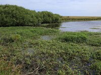 Polygonum amphibium 4, Veenwortel, Saxifraga-Hans Boll