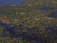 Polygonum amphibium 5, Veenwortel, Saxifraga-Hans Boll