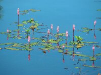 Polygonum amphibium 9, Veenwortel, Saxifraga-Ed Stikvoort