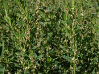 Polygonum aviculare 10, Gewoon varkensgras, Saxifraga-Ed Stikvoort