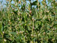 Polygonum aviculare 11, Gewoon varkensgras, Saxifraga-Ed Stikvoort