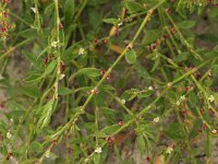 Polygonum aviculare 2, Gewoon varkensgras, Saxifraga-Peter Meininger