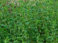 Polygonum aviculare 3, Gewoon varkensgras, Saxifraga-Ed Stikvoort