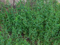 Polygonum aviculare 4, Gewoon varkensgras, Saxifraga-Ed Stikvoort