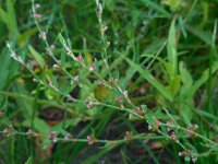 Polygonum aviculare 6, Gewoon varkensgras, Saxifraga-Ed Stikvoort