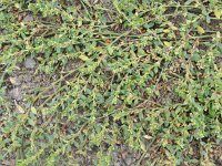 Polygonum aviculare 7, Gewoon varkensgras, Saxifraga-Rutger Barendse