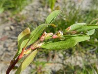 Polygonum aviculare 8, Gewoon varkensgras, Saxifraga-Rutger Barendse