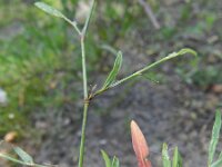 Polygonum aviculare 9, Gewoon varkensgras, Saxifraga-Rutger Barendse