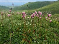 Polygonum carneum 9, Saxifraga-Ed Stikvoort
