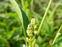 Polygonum lapathifolium 11, Beklierde duizendknoop, Saxifraga-Rutger Barendse