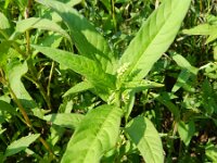 Polygonum lapathifolium 12, Beklierde duizendknoop, Saxifraga-Rutger Barendse