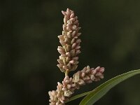 Polygonum lapathifolium 2, Beklierde duizendknoop, Saxifraga-Jan van der Straaten