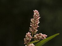 Polygonum lapathifolium 3, Beklierde duizendknoop, Saxifraga-Jan van der Straaten
