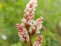 Polygonum lapathifolium 8, Beklierde duizendknoop, Saxifraga-Rutger Barendse