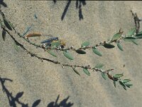 Polygonum maritimum 16, Strandvarkensgras, Saxifraga-Jan van der Straaten