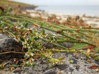 Polygonum oxyspermum ssp raii 10, Zandvarkensgras, Saxifraga-Ed Stikvoort