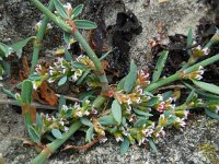 Polygonum oxyspermum ssp raii 11, Zandvarkensgras, Saxifraga-Ed Stikvoort