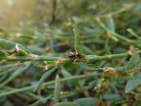 Polygonum oxyspermum ssp raii 12, Zandvarkensgras, Saxifraga-Jelle van Dijk