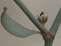 Polygonum oxyspermum ssp raii 2, Zandvarkensgras, Saxifraga-Peter Meininger