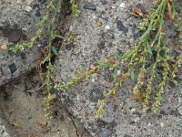 Polygonum oxyspermum ssp raii 6, Zandvarkensgras, Saxifraga-Ed Stikvoort