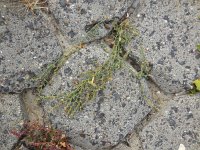 Polygonum oxyspermum ssp raii 8, Zandvarkensgras, Saxifraga-Ed Stikvoort