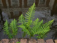 Polypodium vulgare 25, Gewone eikvaren, Saxifraga-Ed Stikvoort