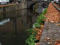 Polypodium vulgare 26, Gewone eikvaren, Saxifraga-Ed Stikvoort