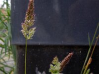 Polypogon fugax 3, Saxifraga-Ed Stikvoort