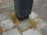 Polypogon fugax 4, Saxifraga-Ed Stikvoort