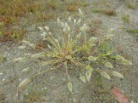 Polypogon monspeliensis 23, Baardgras, Saxifraga-Ed Stikvoort : baardgras Middelburg s9900