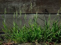 Polypogon viridis 10, Kransgras, Saxifraga-Ed Stikvoort