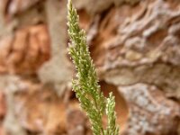 Polypogon viridis 11, Kransgras, Saxifraga-Ed Stikvoort
