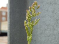 Polypogon viridis 12, Kransgras, Saxifraga-Ed Stikvoort