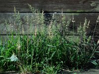 Polypogon viridis 13, Kransgras, Saxifraga-Ed Stikvoort
