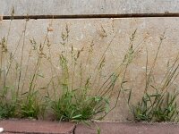 Polypogon viridis 14, Kransgras, Saxifraga-Ed Stikvoort : Grensmaas Borgharen